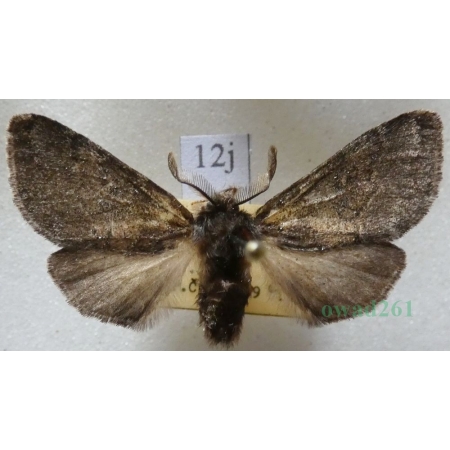 Gluphisia crenata (Esper, 1785) male Garbatka karbica Czech12j